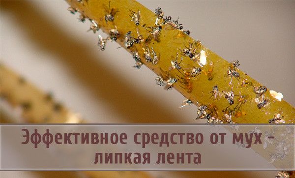 Липучка для мух (от 10 шт)