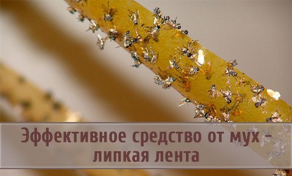 Липучка для мух (от 10 шт)